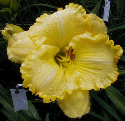 Photo of SENECA SUMMER